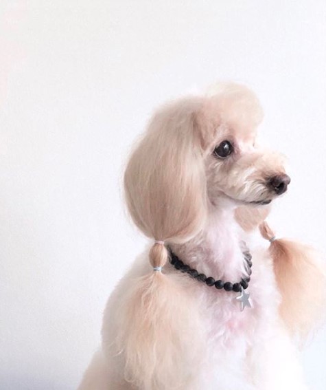 A cream Poodle with its long hair tied on the side of its face