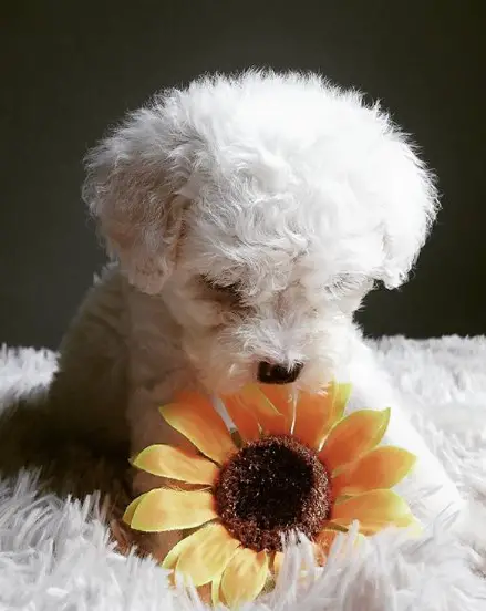 Poodle Puppy sitting on the white blanket while staring down at the sunflower below him