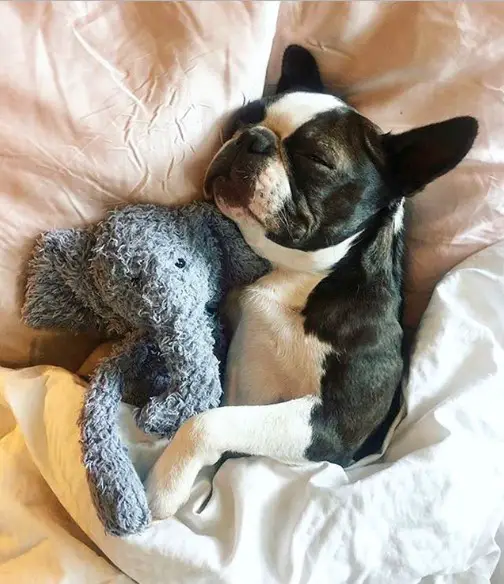 A Boston Terrier sleeping on the bed