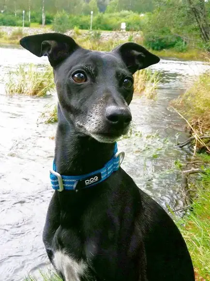 A black Italian Greyhound sitting by the river
