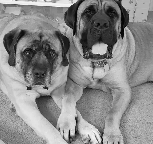 two Mastiff lying on the couch with their begging faces