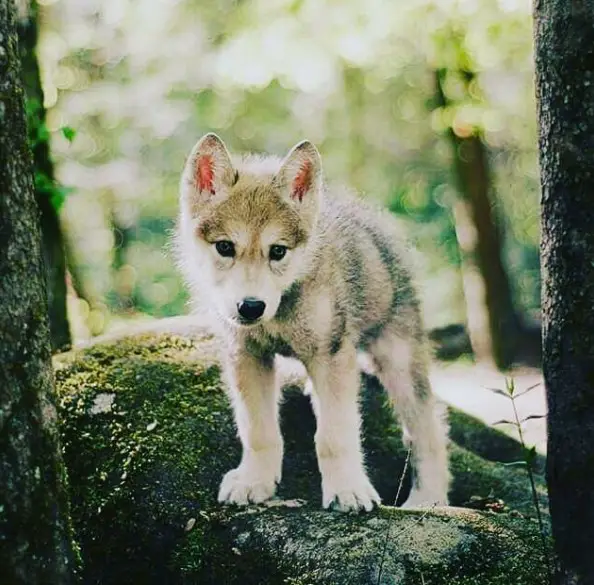 Wolf Puppy on top of a big rock in the forest