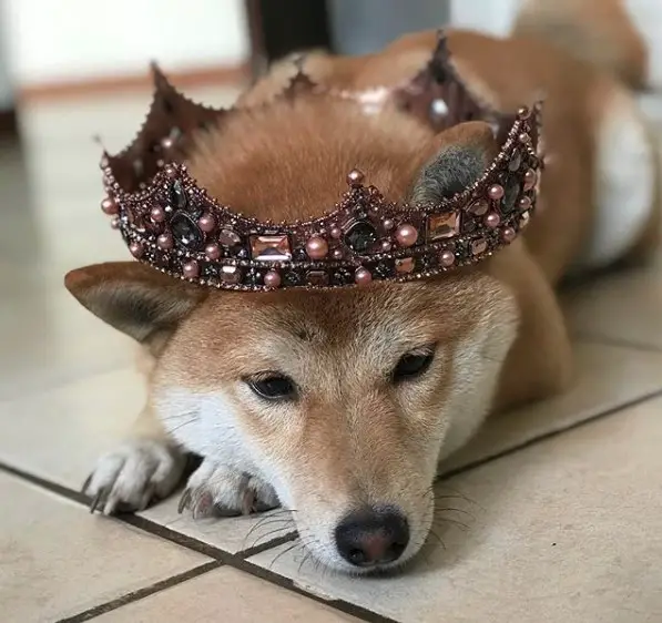 A Shiba Inu wearing a crown while lying on the floor