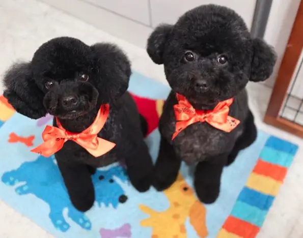 two black Poodles wearing orange ribbon tied around their neck while sitting on the carpet