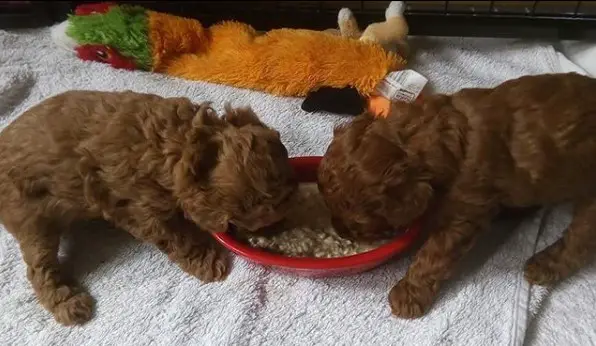 two brown Poodle Puppy sharing a bowl