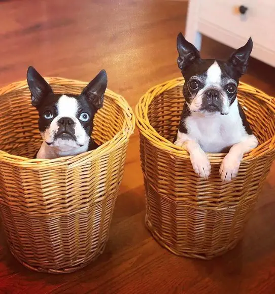 two Boston Terriers inside a basket