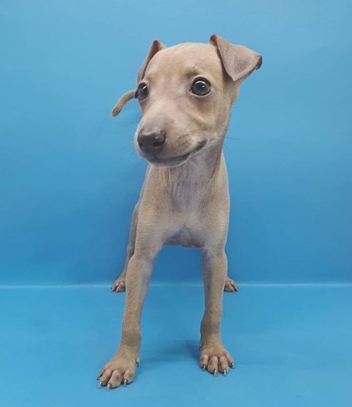 An Italian Greyhound puppy standing in a blue background