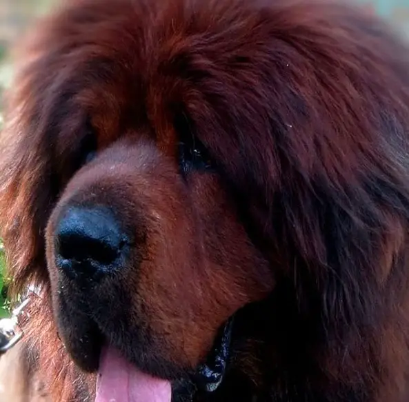 face of a Tibetan Mastiff with its tongue sticking out