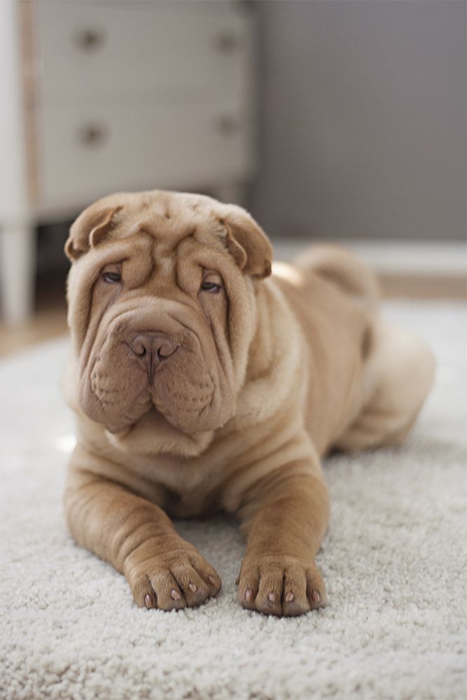 Shar-Pei lying down on the carpet