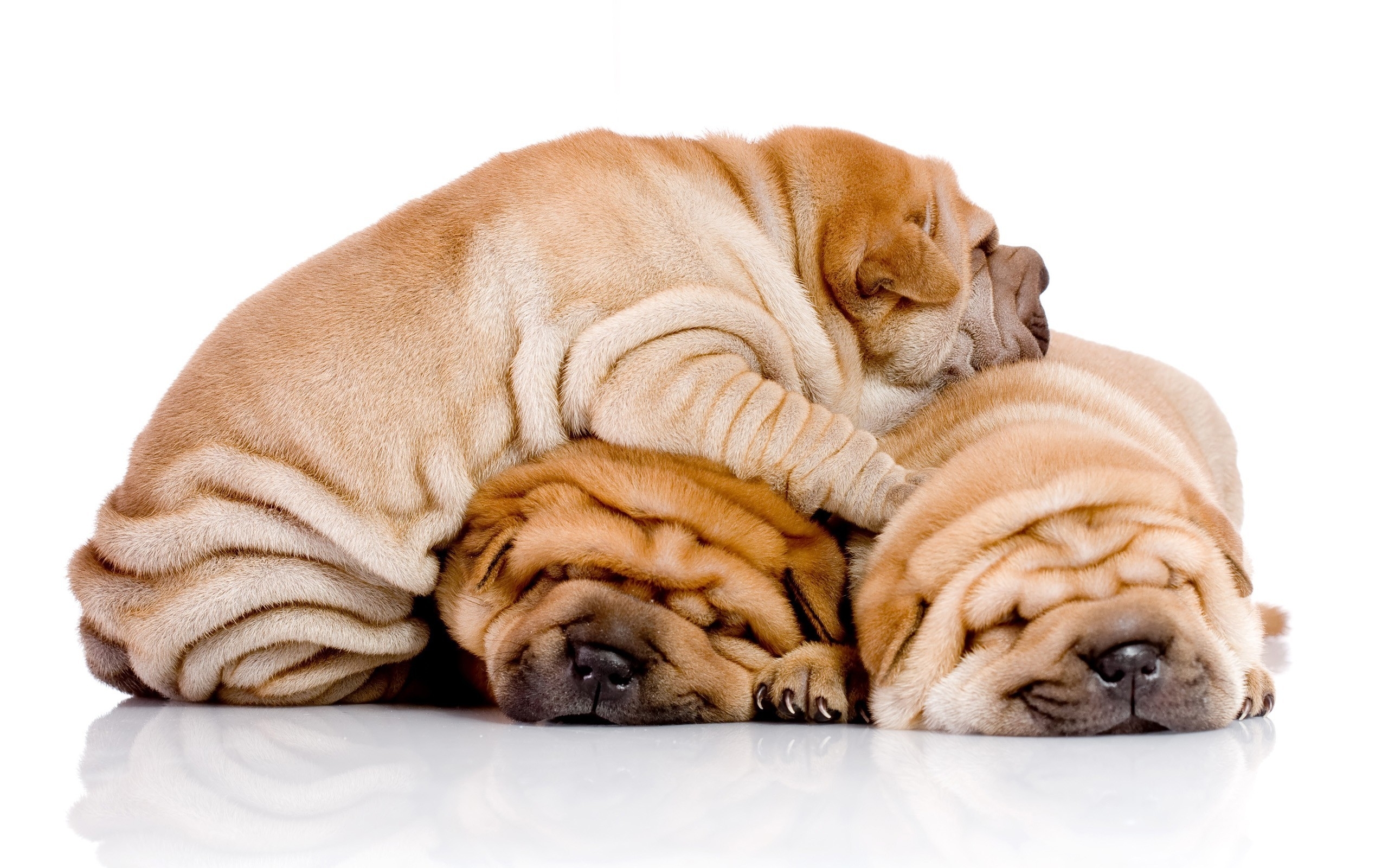 three Shar-Pei lying down sleeping on the floor while the third one is sleeping on top of them in an isolated whit background