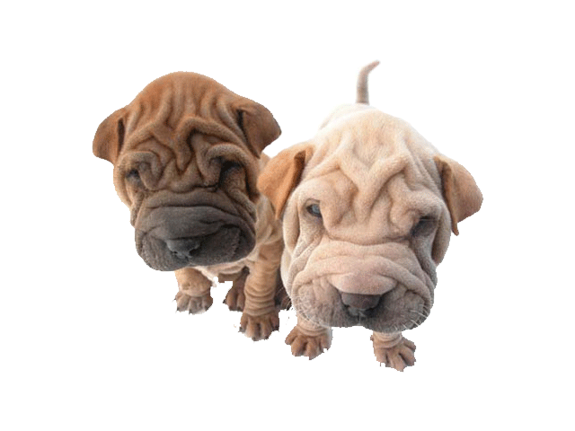 two Shar-Pei standing in an isolated white background