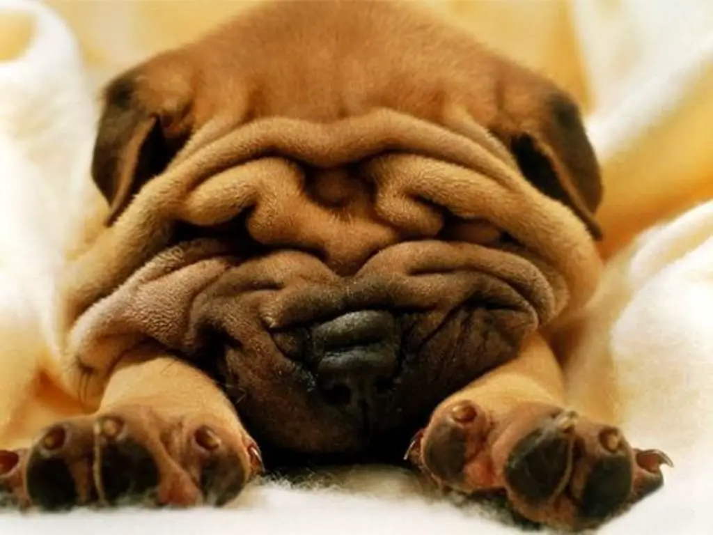 Shar-Pei sleeping on the bed with its paws on both sides of its face