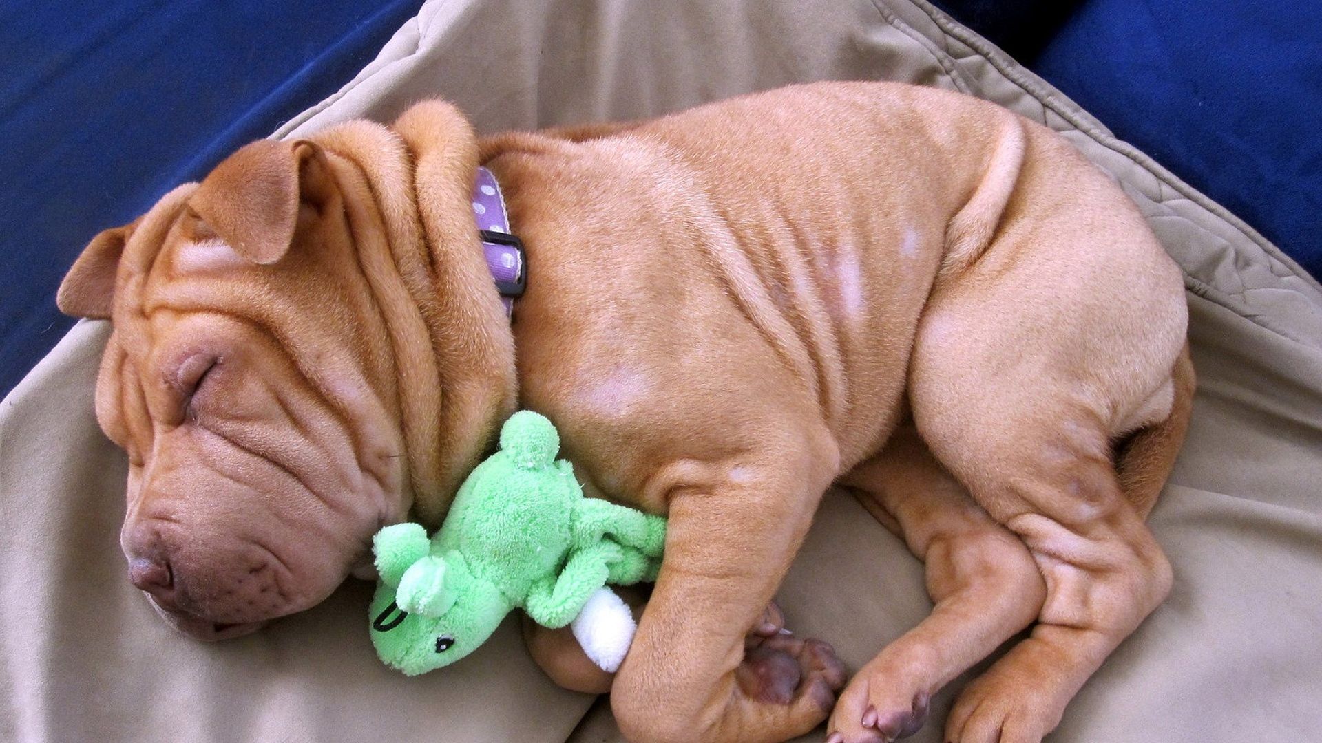 Shar-Pei puppy lying on its side sleeping soundly on the bed with its stuffed toy