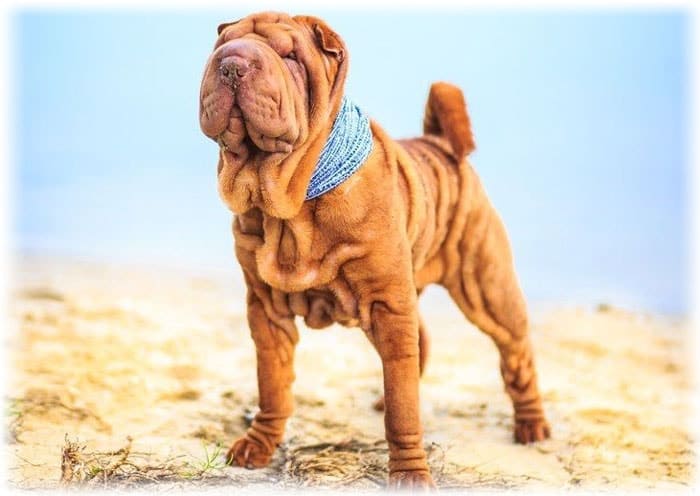 Shar-Pei standing on the sand at the beach