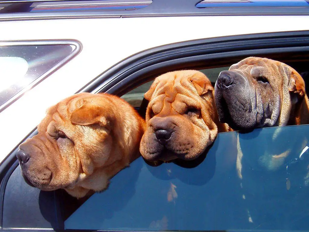 three Shar-Pei inside the car with its head outside the window