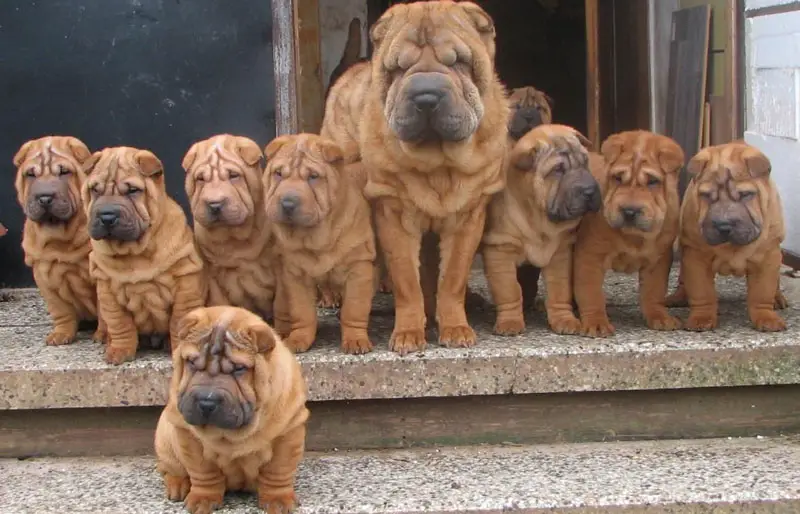 adult Shar-Pei with her nine puppies standing on the stairs going in the front door