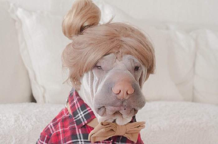 Shar-Pei wearing wig with a bun hairstyle while wearing a checkered red polo with a bow tie