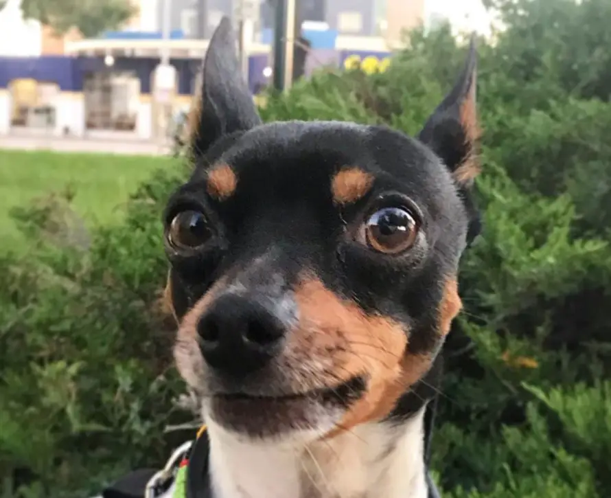 face of a Toy Fox Terrier