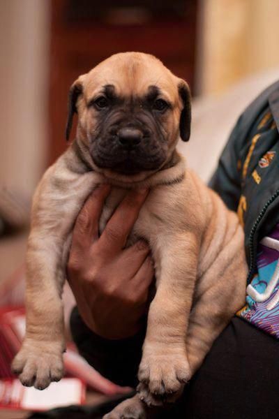 Mastiff puppy in its owner's arms