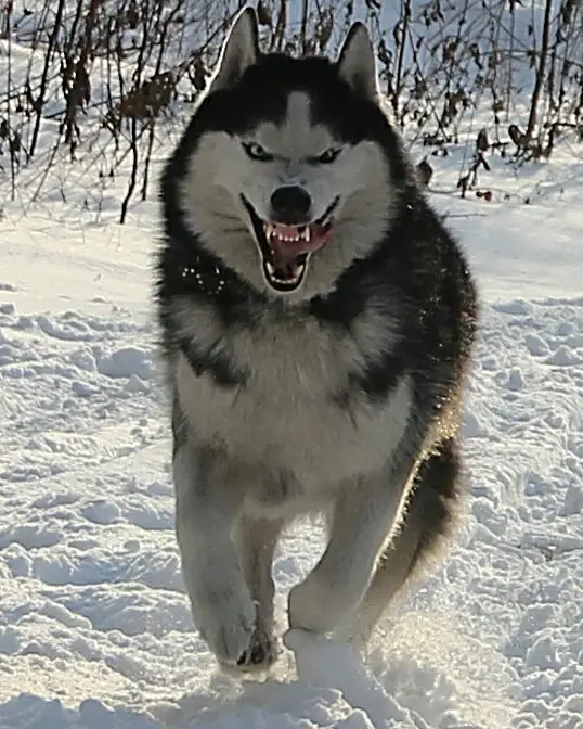 A Husky running in snow with its furious face and while licking its mouth