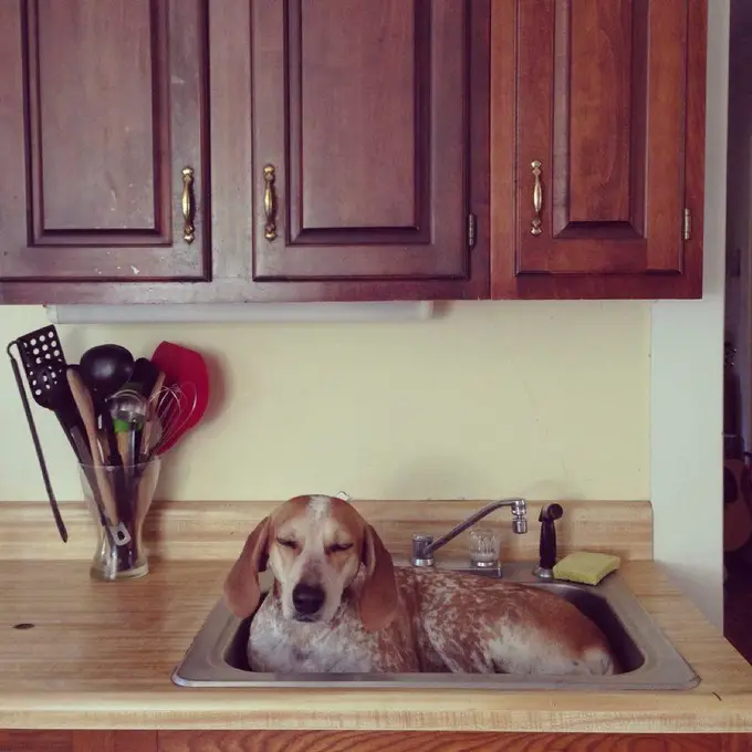 A Coonhound sleeping in a sink