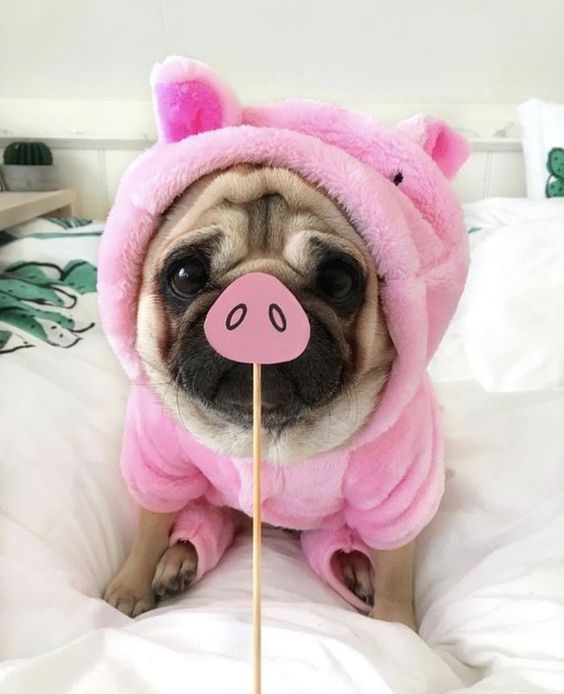 Pug in pig outfit
