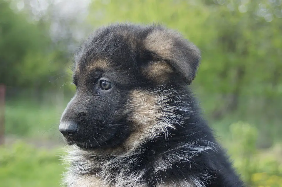 A German Shepherd puppy sitting sideways