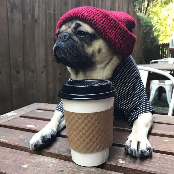 Pug wearing a striped t-shirt and red beanie with a coffee in front of it.