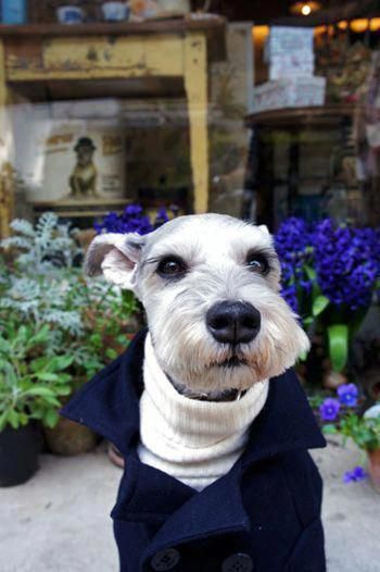 Schnauzers wearing cute outfit