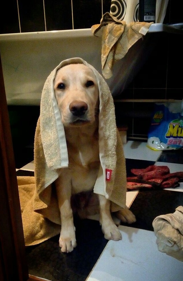 A Labrador sitting on the floor with a towel over its head