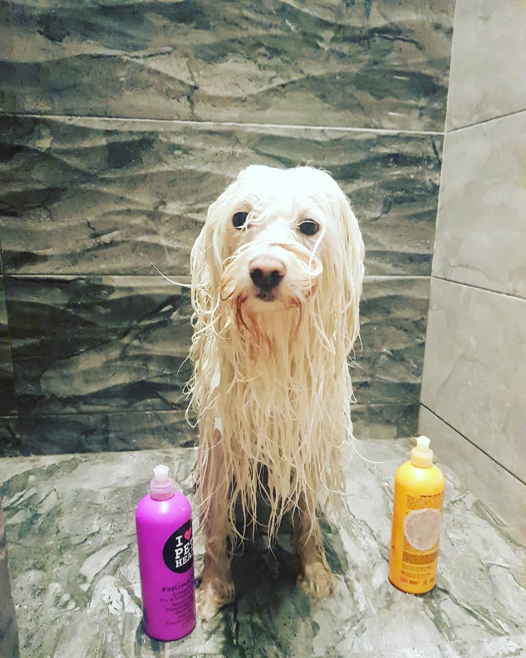 A wet Tibetan Terrier sitting in the bathroom in between its two shampoo