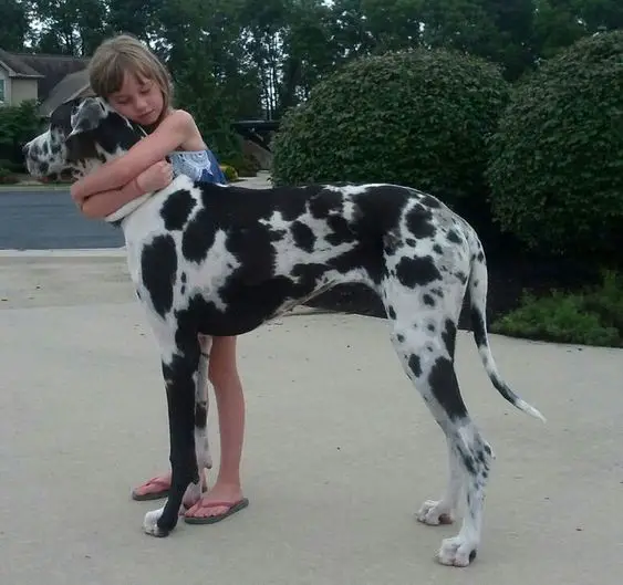 girl hugging a black and white Great Dane dog