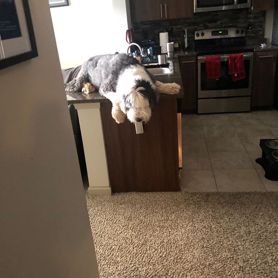 A Old English Sheepdog lying on top of the counter in the kitchen