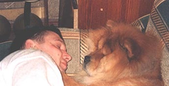 Chowchow dog sleeping beside and facing its owner