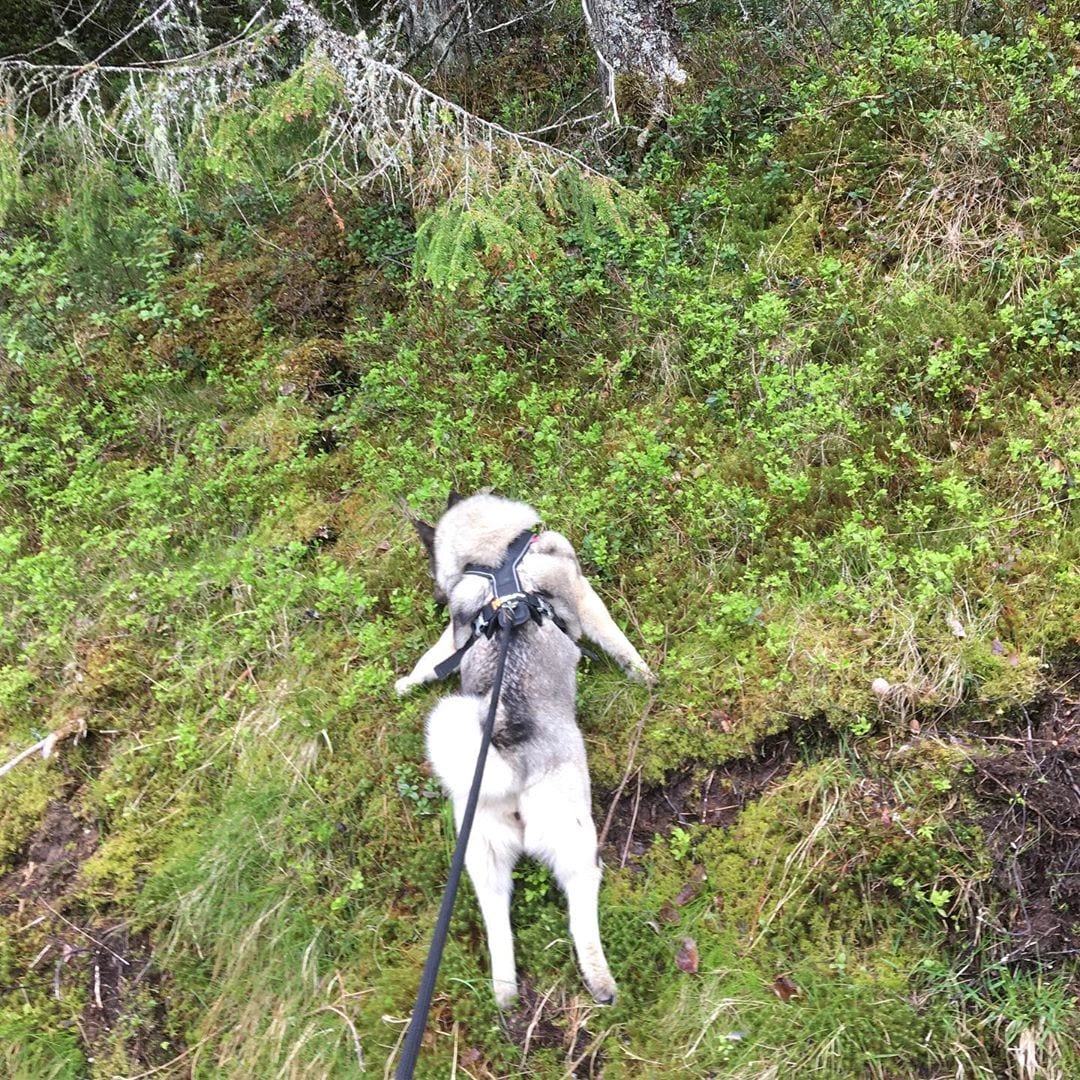 A Norwegian Elkhound climbing in the forest