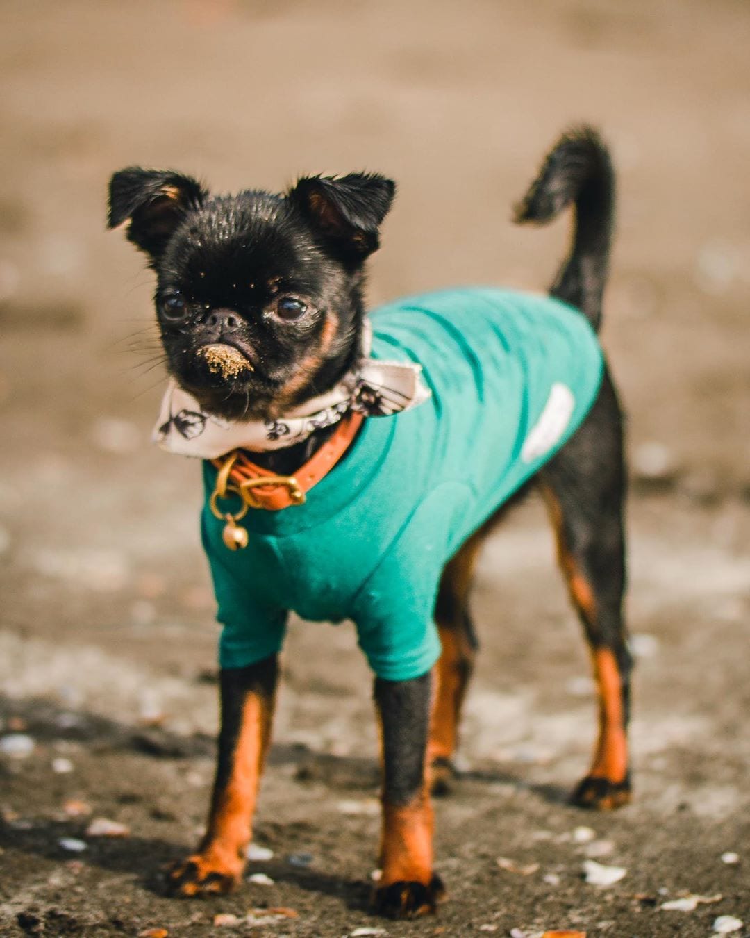 A Brussels Griffon wearing a green shirt while standing on the ground