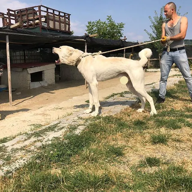 A Anatolian Shepherd barking at something while a man is holding his leash from behind