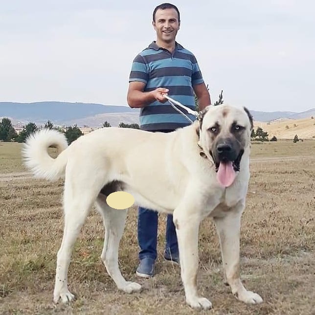 A Anatolian Shepherd standing in the field with its owner behind him