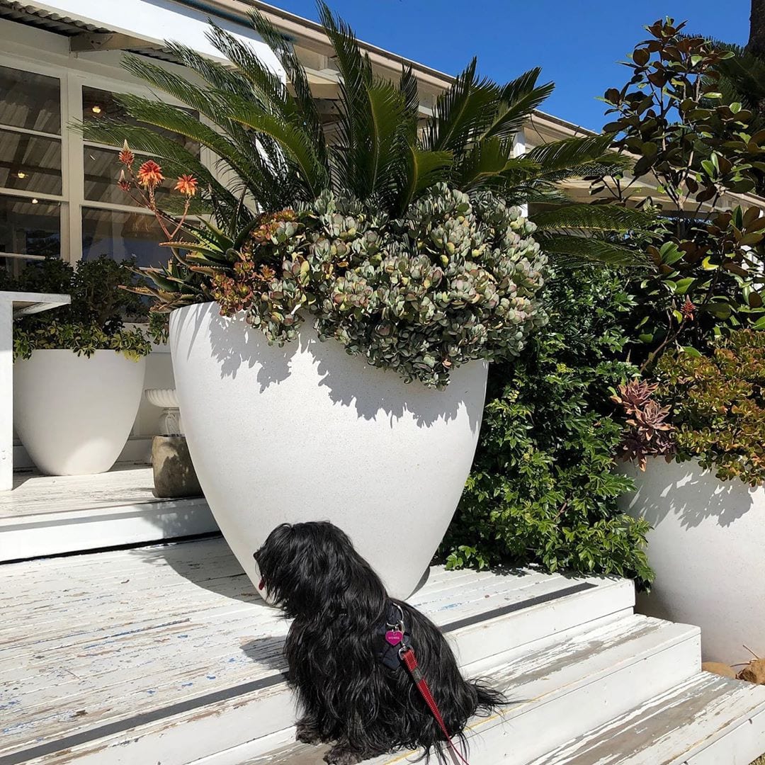 A black Tibetan Terrier sitting on the stairway under the sun