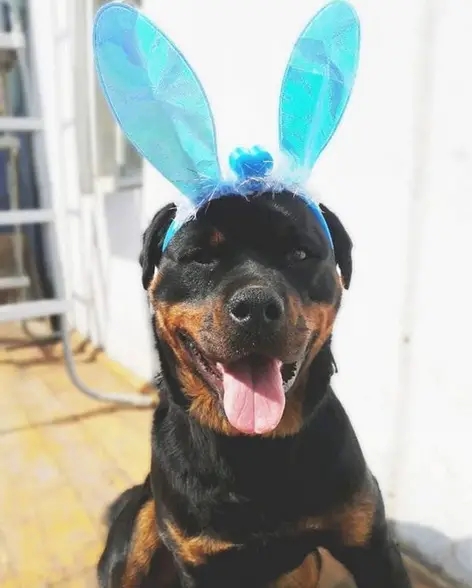 Rottweiler wearing a blue bunny ears