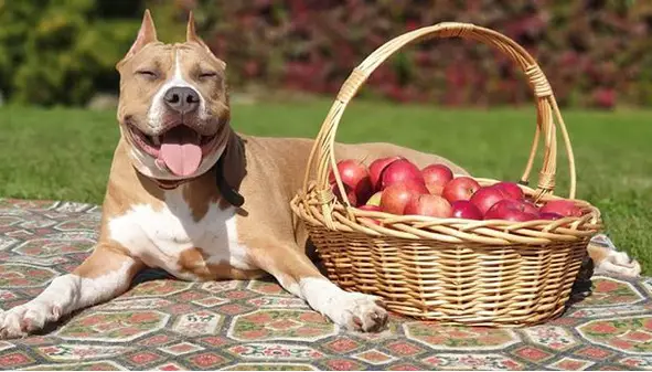 A Staffordshire Bull Terrier lying on the blanket beside a bunch of apples in the wicker basket