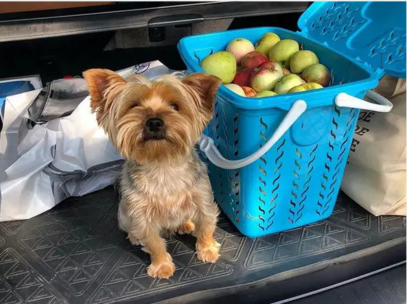 A Yorkshire Terrier sitting on top of the car trunk next to a basket full of apples