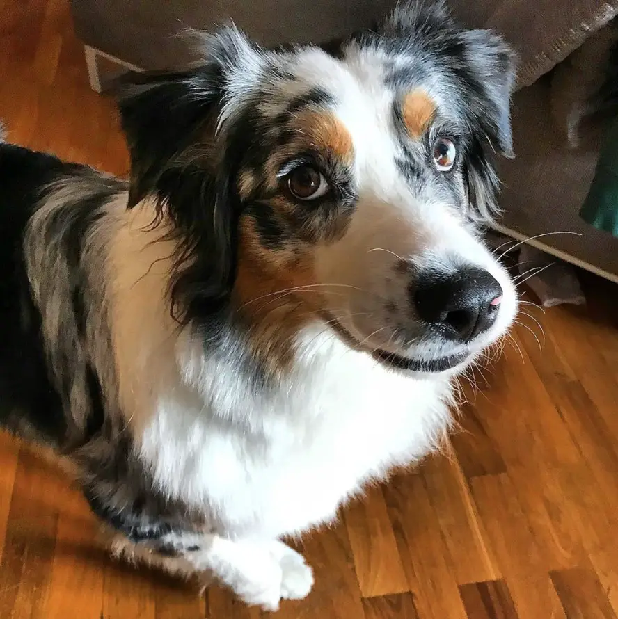 An Australian Shepherd standing on the floor with its begging face