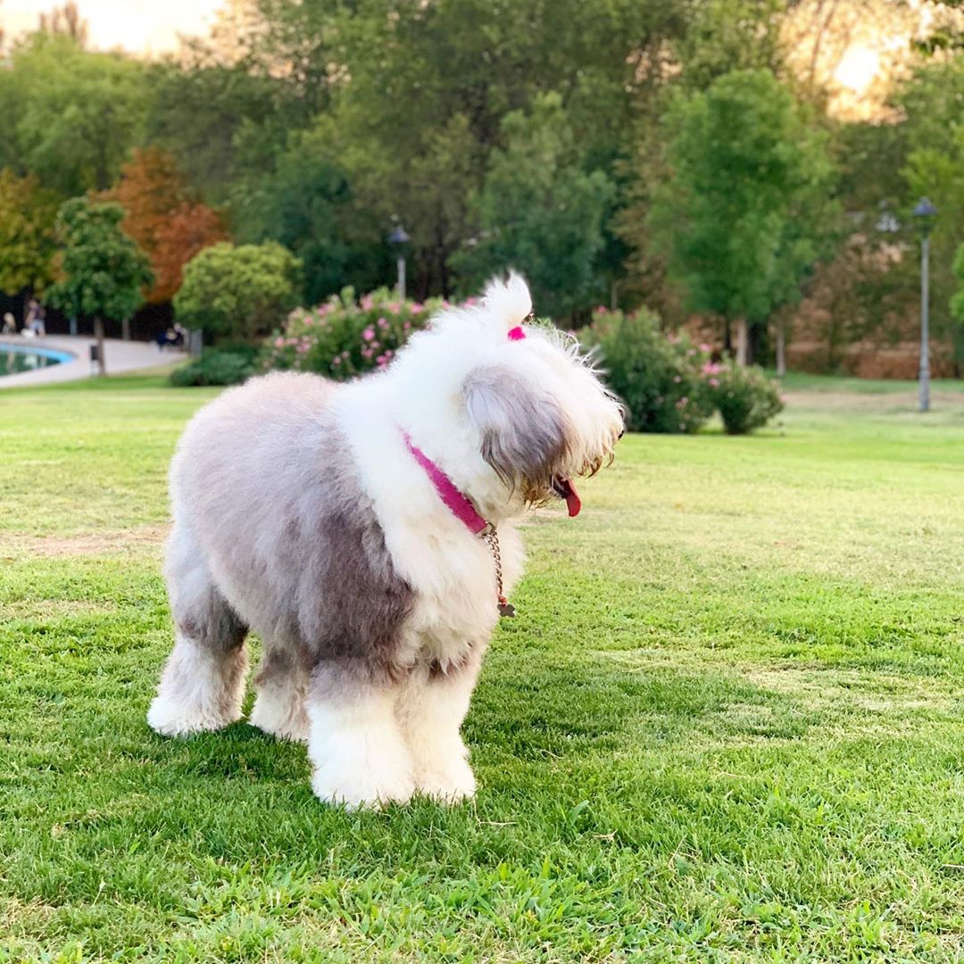 A Old English Sheepdog standing on the grass at the park while looking sideways