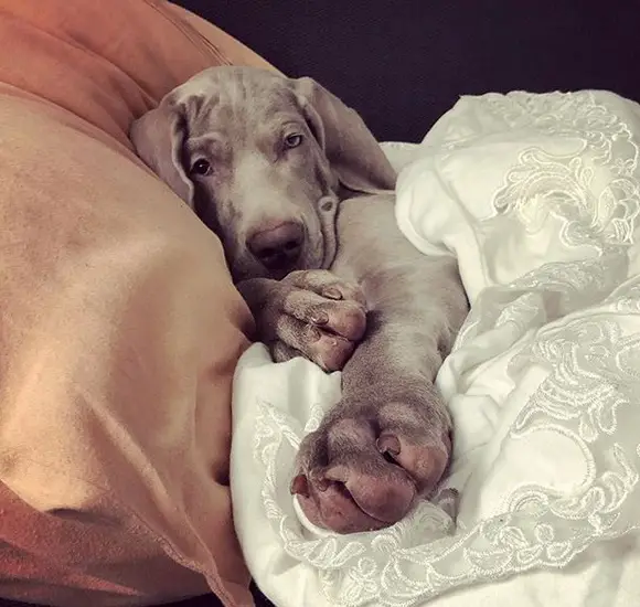 A Weimaraner puppy lying on the bed with its front legs stretched out