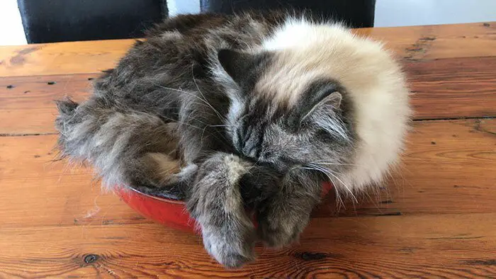 A Maine Coon Cat sleeping in a bowl on top of the table