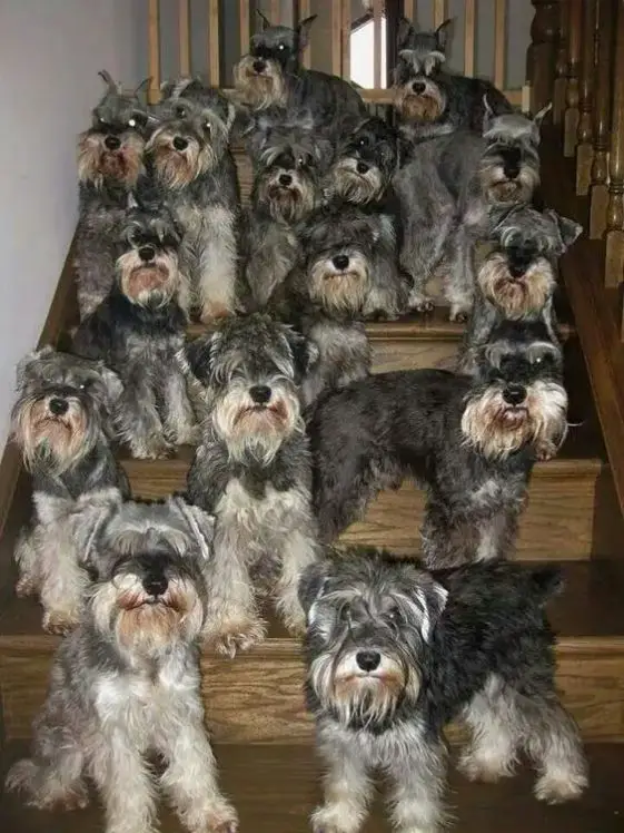 Schnauzers in the stairs