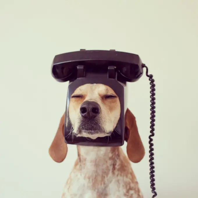A Coonhound wearing a telephone on its head