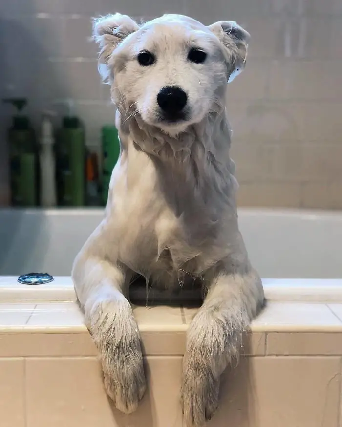 A wet Samoyed Dog inside the bathtub