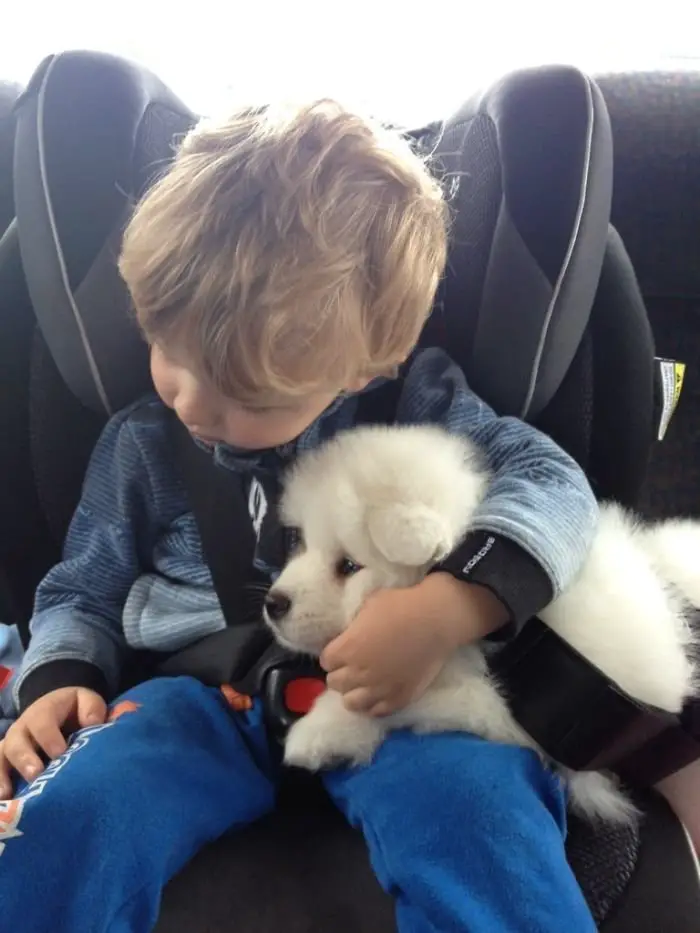 A Samoyed puppy sleeping inside the car while embracing his Samoyed puppy